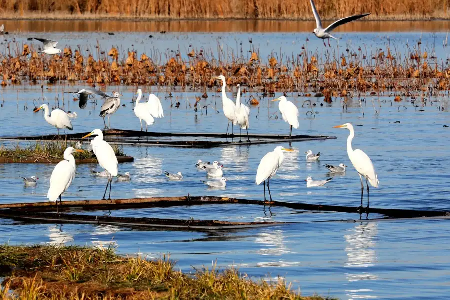 Hengshui Lake National Wetland Park