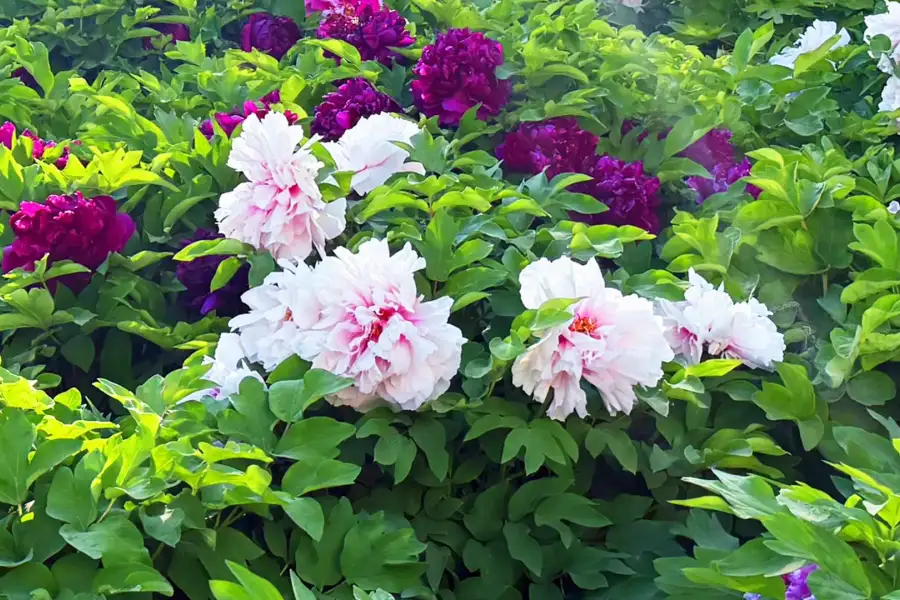 Hengshui Peony Garden