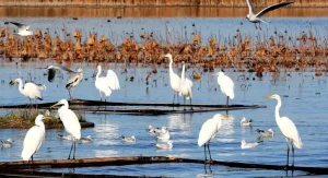 Hengshui Lake wetland scenery for a Hengshui places guide