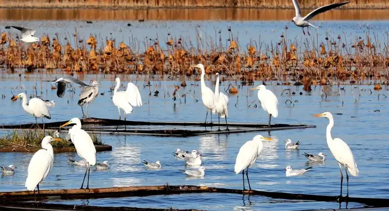 Hengshui Lake wetland scenery for a Hengshui places guide