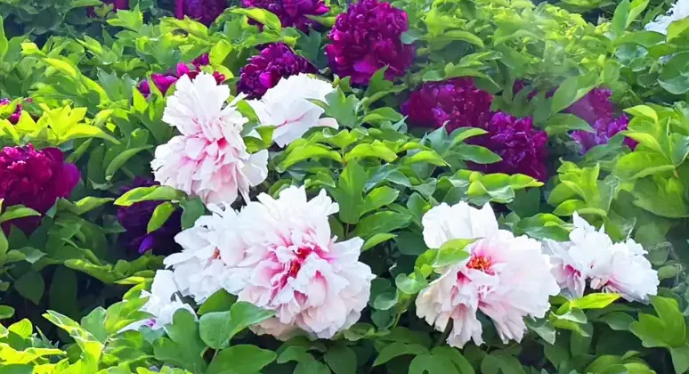Hengshui Peony Garden seasonal flower stop