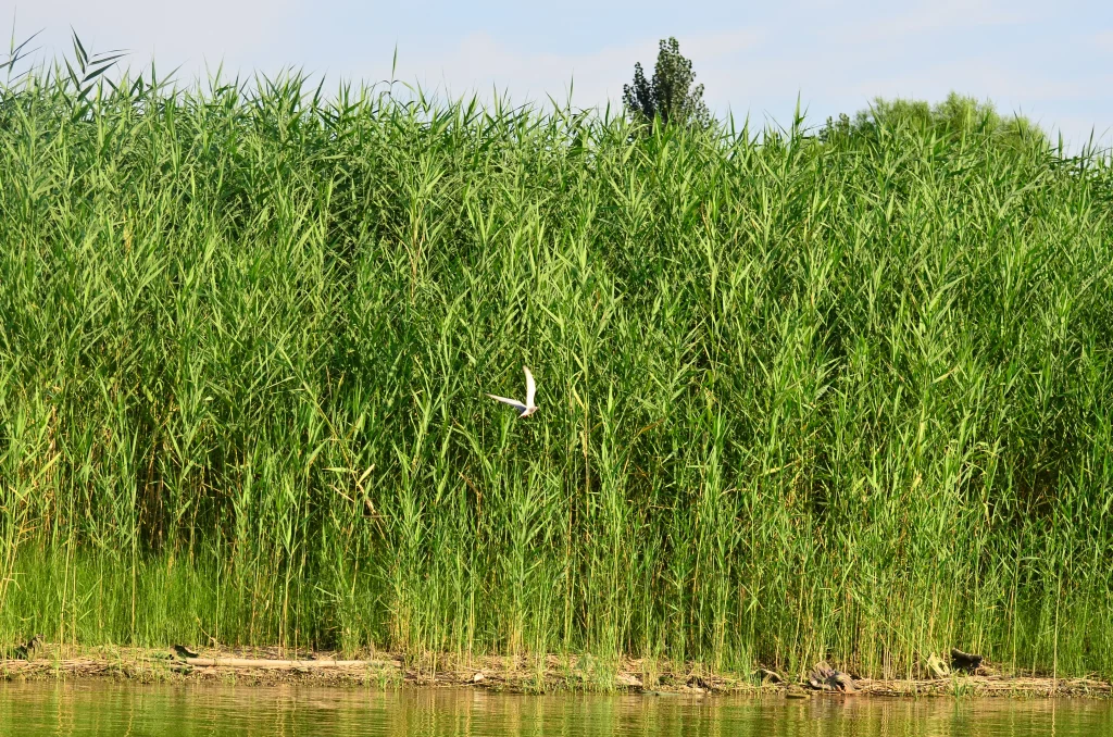 Reeds and wetland habitat at Baiyangdian Lake in Hebei