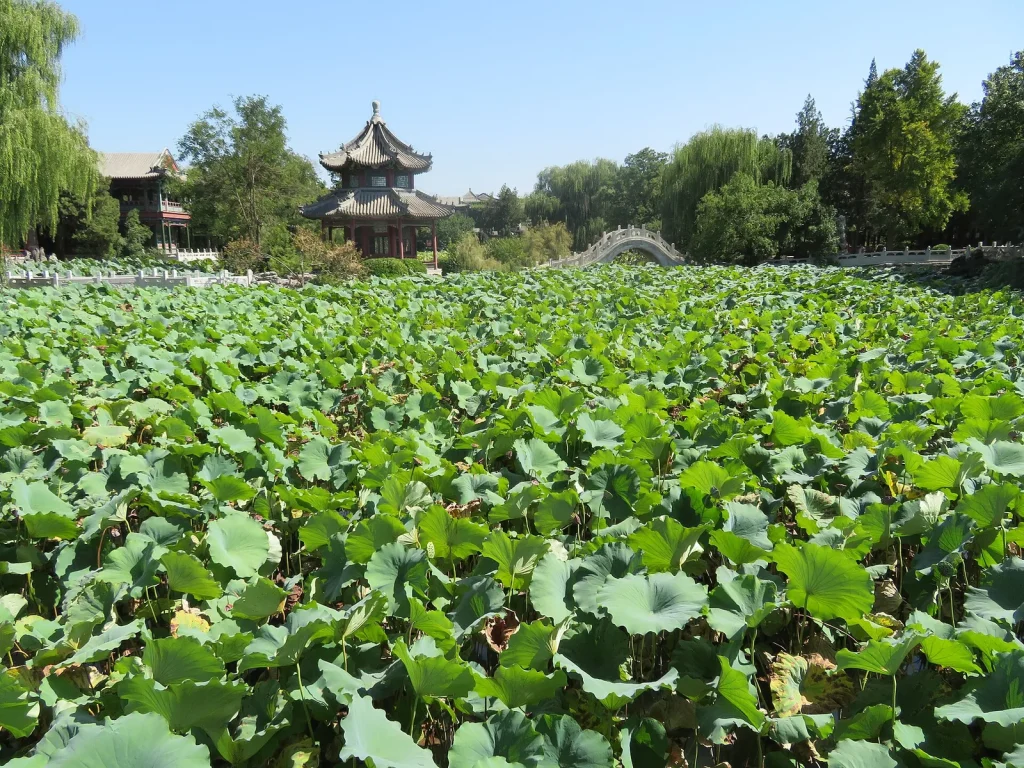 Lotus leaves and traditional pavilion at Ancient Lotus Pond in Baoding