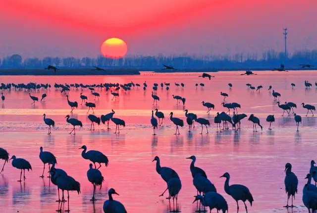 Birds at Hengshui Lake for a Beijing to Hengshui train guide