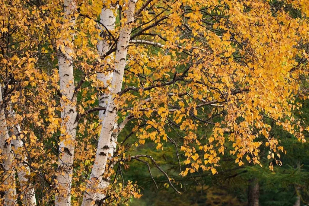 Autumn mountain forest scenery at Thaiwoo in Chongli Zhangjiakou