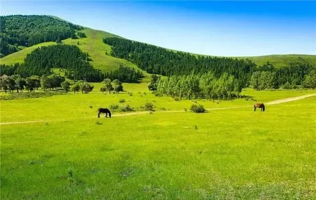 Green summer pasture with horses in Fengning Bashang Grassland