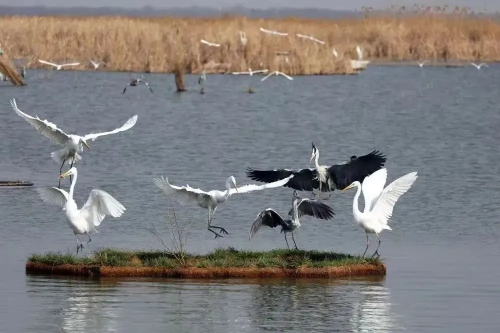 Birds flying over a small wetland islet at Hengshui Lake