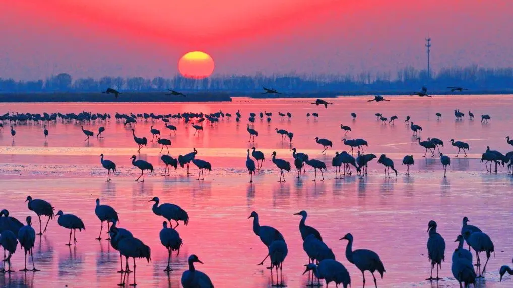 Migratory birds at Hengshui Lake at sunset