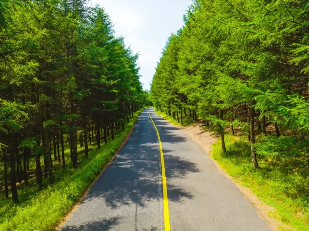 Forest section of Zhangbei Grassland Road in Zhangjiakou